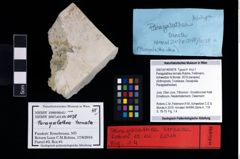NHMW-GEO-2007z0149-0078_Ol_02.tifParagalathea ternata (Robins, Feldmann, Schweitzer & Bonde, 2016)  (NHMW-GEO-2007z0149-0078)